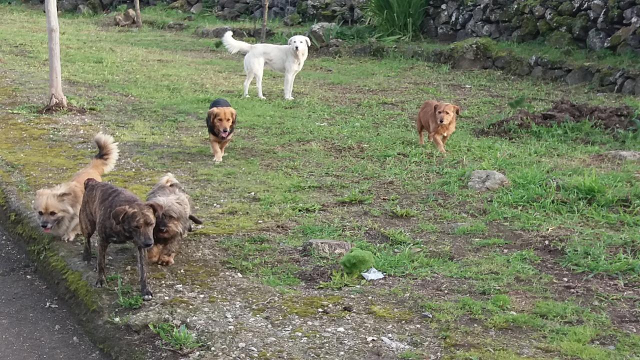 
	Cani randagi (archivio)

