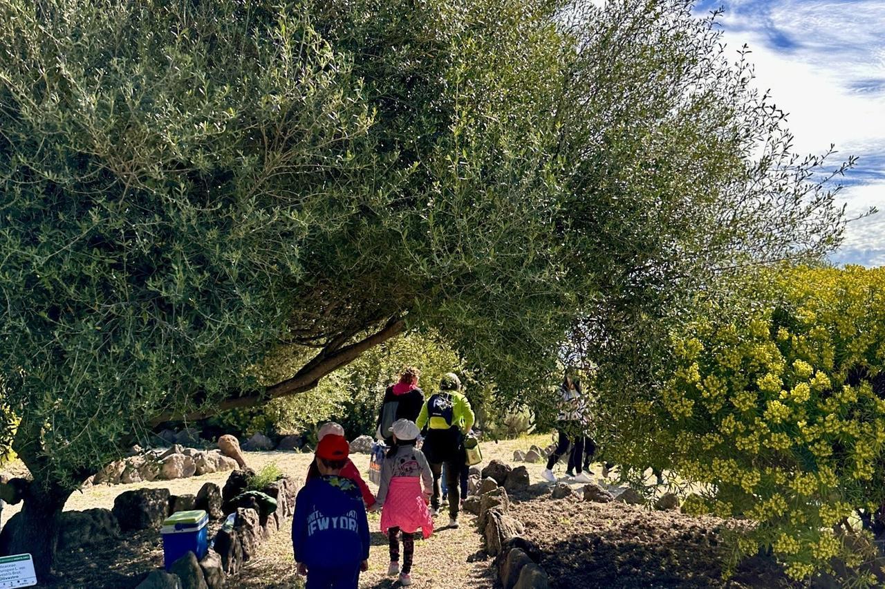 
	Uno scorcio del Giardino botanico del Monte Arci a Masullas

