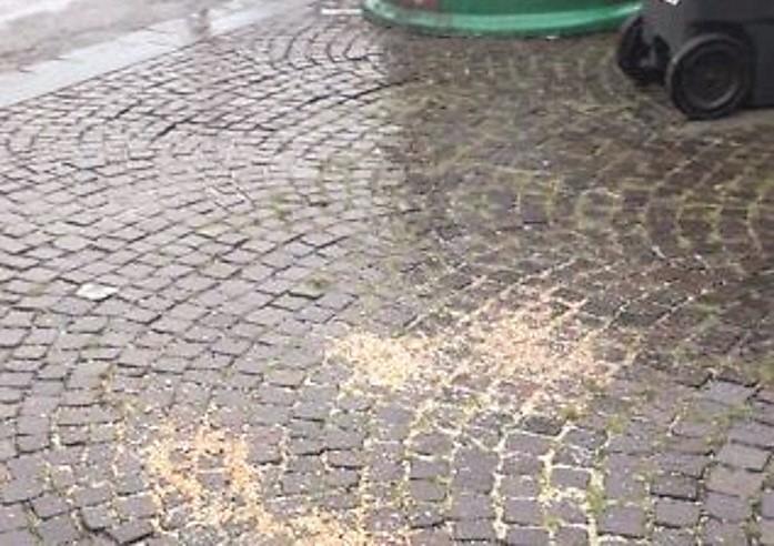 Ferrara, un “premio” per l’uomo che dà da mangiare ai piccioni