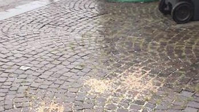 Ferrara, un “premio” per l’uomo che dà da mangiare ai piccioni