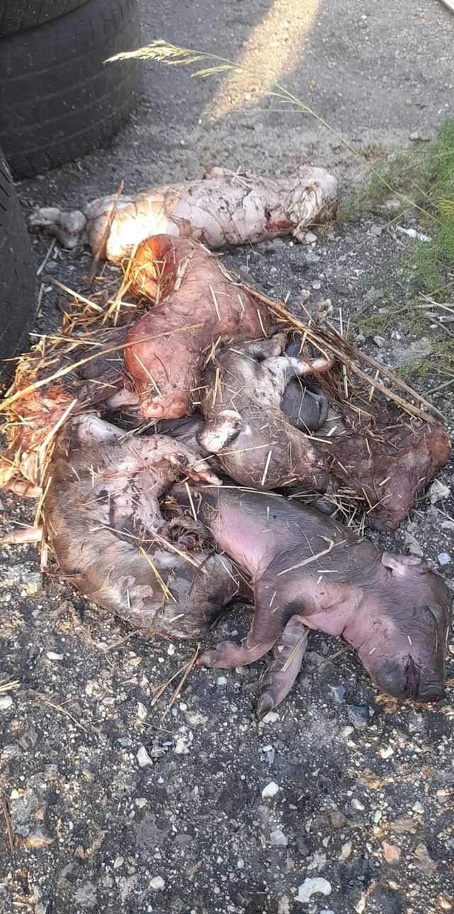 Carcasse di maialini in una strada di campagna a Terralba