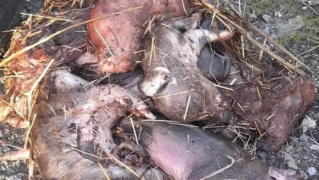 Carcasse di maialini in una strada di campagna a Terralba