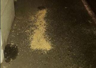 Ferrara, sgrida l’uomo dei piccioni: donna aggredita e minacciata