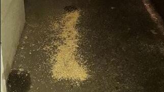 Ferrara, sgrida l’uomo dei piccioni: donna aggredita e minacciata