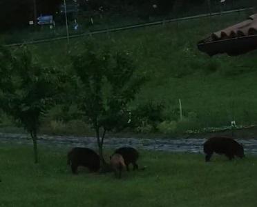 Guiglia, cinghiali all’assalto dei ciliegi: «Mai così vicini a casa»