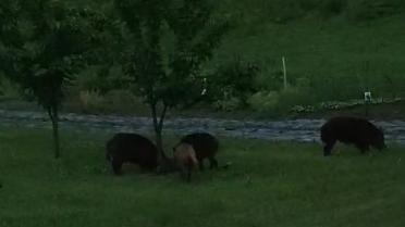 Guiglia, cinghiali all’assalto dei ciliegi: «Mai così vicini a casa»