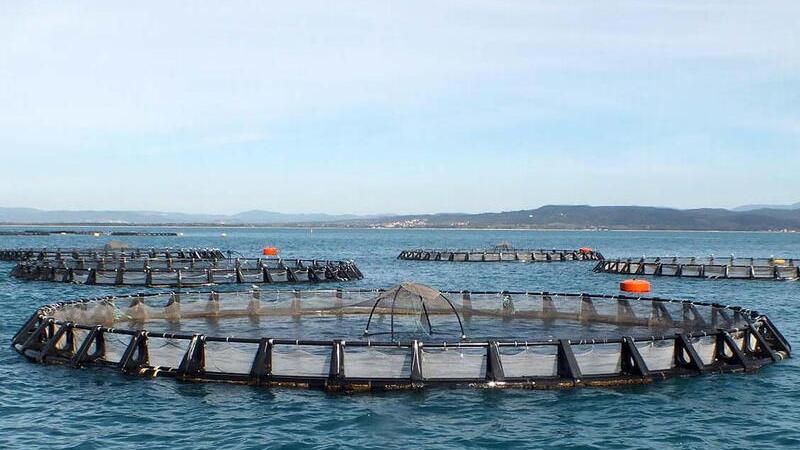 Itticoltura a Piombino, sindacati in allarme per le tre concessioni a gara: «Centinaia di lavoratori e investimenti messi a rischio»