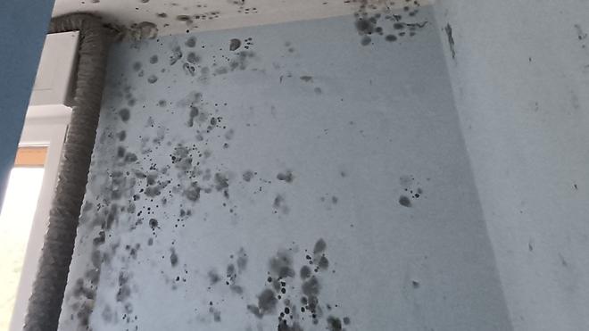 Ferrara, più muffe sui muri di casa: «Così si combattono le spore»