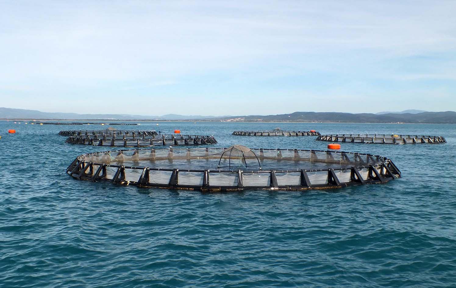 Gabbie per l’allevamento offshore nel golfo di Follonica