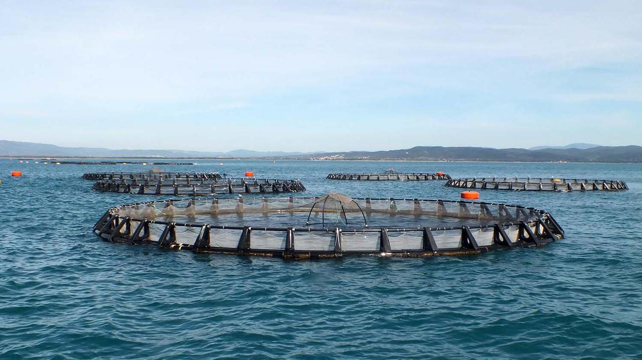 Gabbie per l’allevamento offshore nel golfo di Follonica