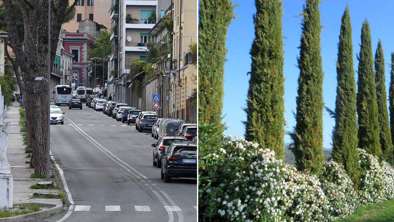 Un tratto della Salita San Ceccardo dopo il taglio dei pini e al centro alcuni esemplari di cipressi a colonna