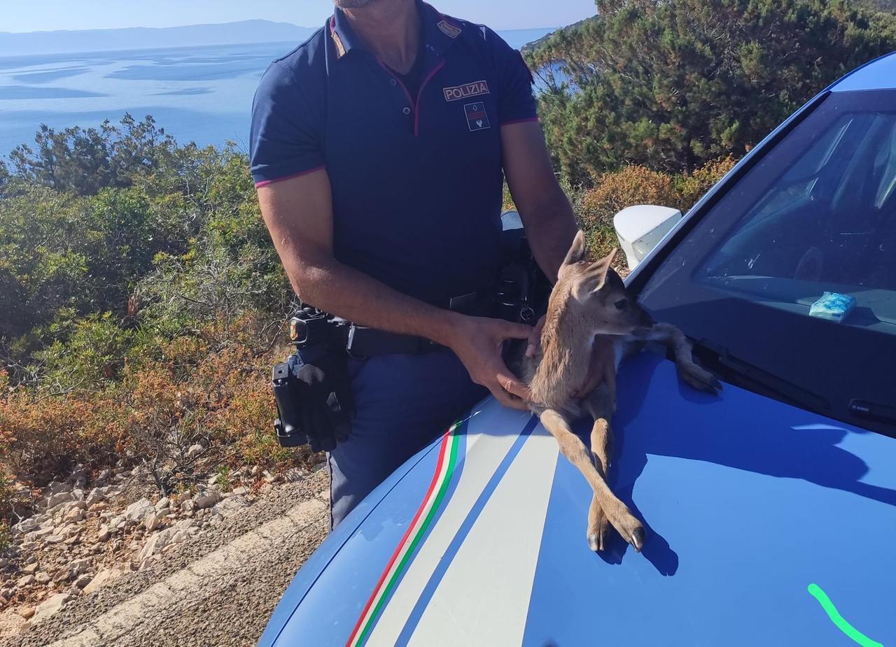 Alghero, poliziotti salvano un cucciolo di daino da tre cani randagi