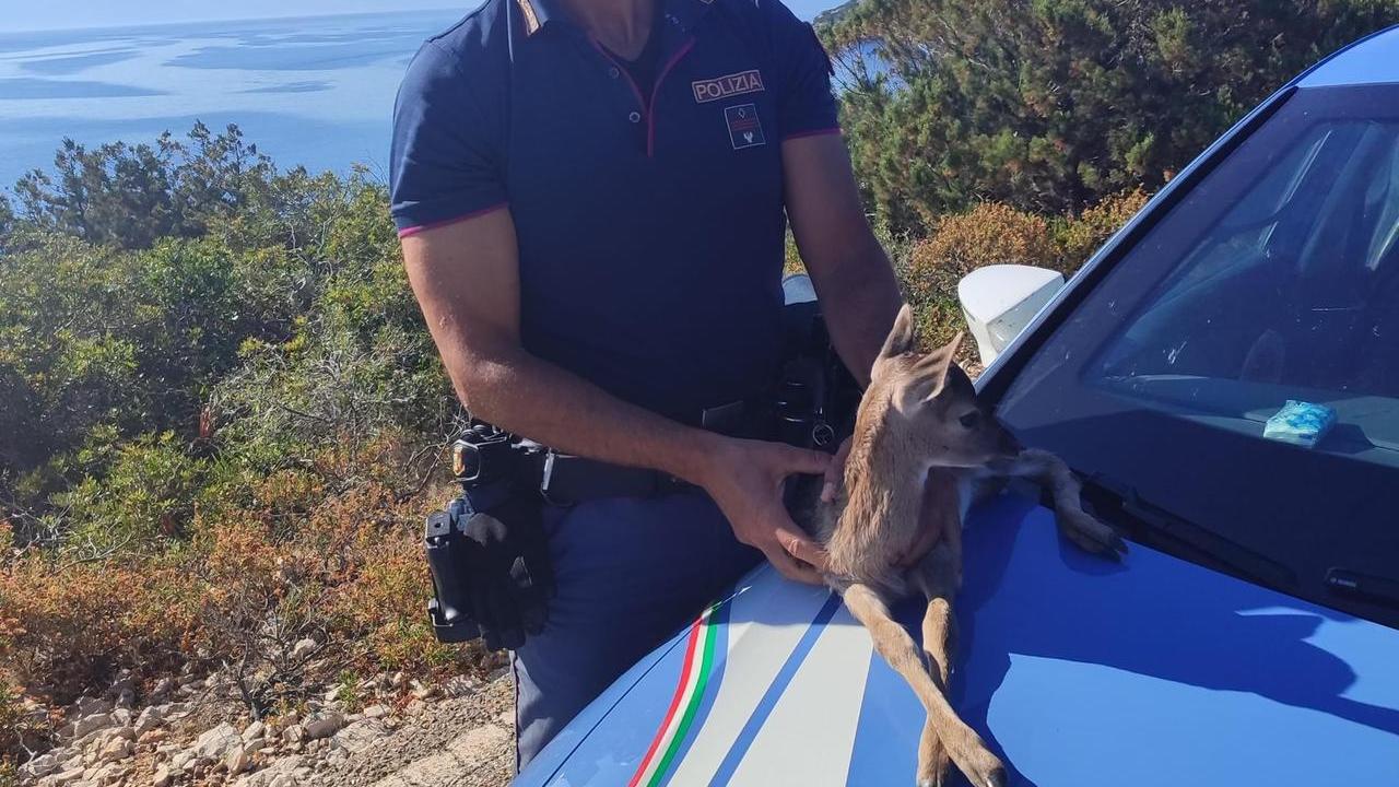 Alghero, poliziotti salvano un cucciolo di daino da tre cani randagi