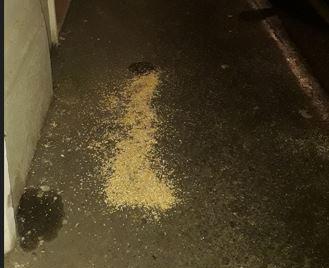 Ferrara, anche via Byron contro l'uomo dei piccioni