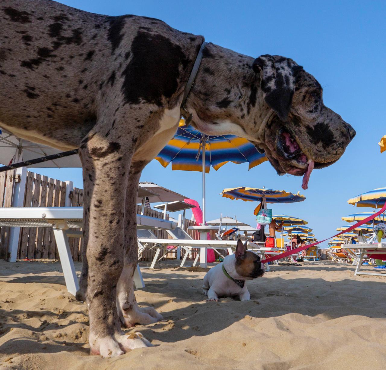 Sassari, dal 10 giugno aprono le spiagge dedicate ai cani