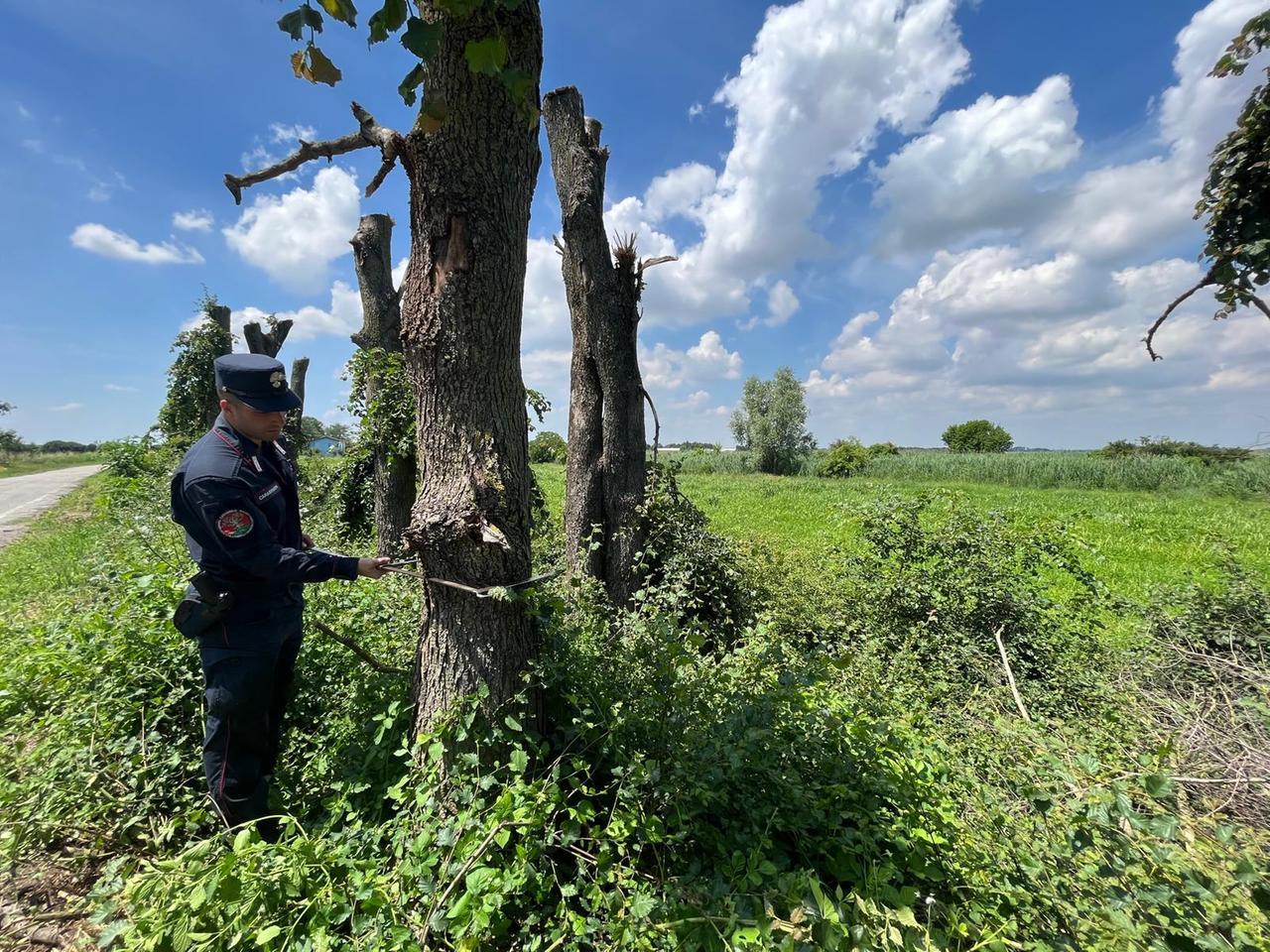 Marozzo, la potatura diventa uno scempio: tagliati 121 alberi senza permesso