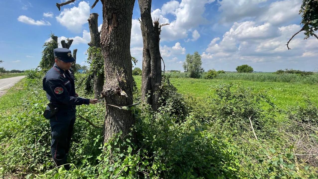 Marozzo, la potatura diventa uno scempio: tagliati 121 alberi senza permesso