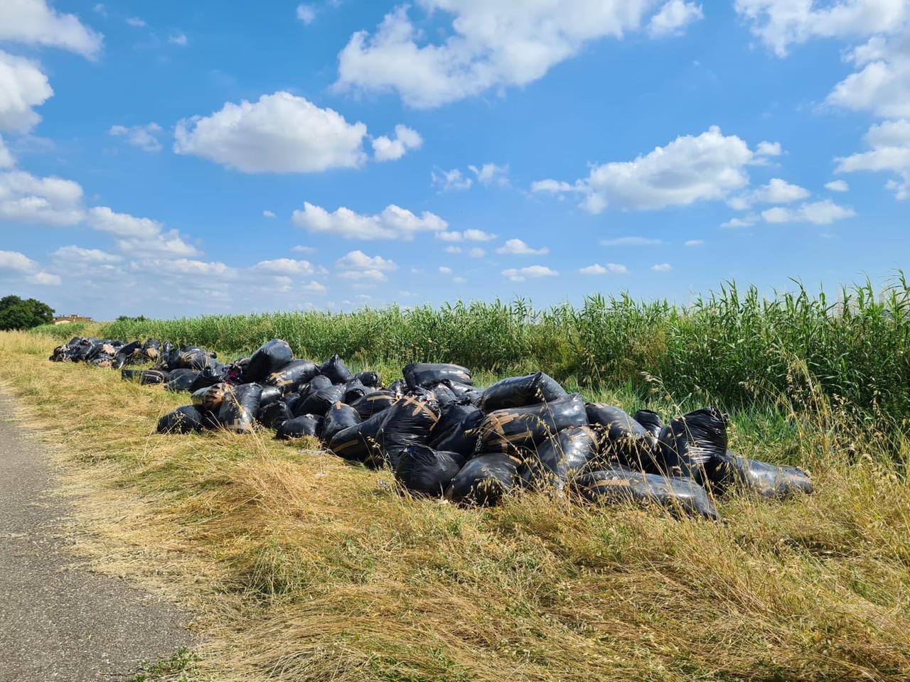 
	Scarti tessili abbandonati in campagna

