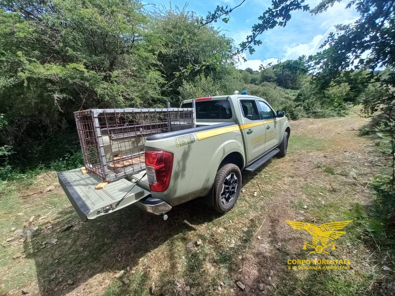 Lotta al bracconaggio, trovata una gabbia per catturare cinghiali