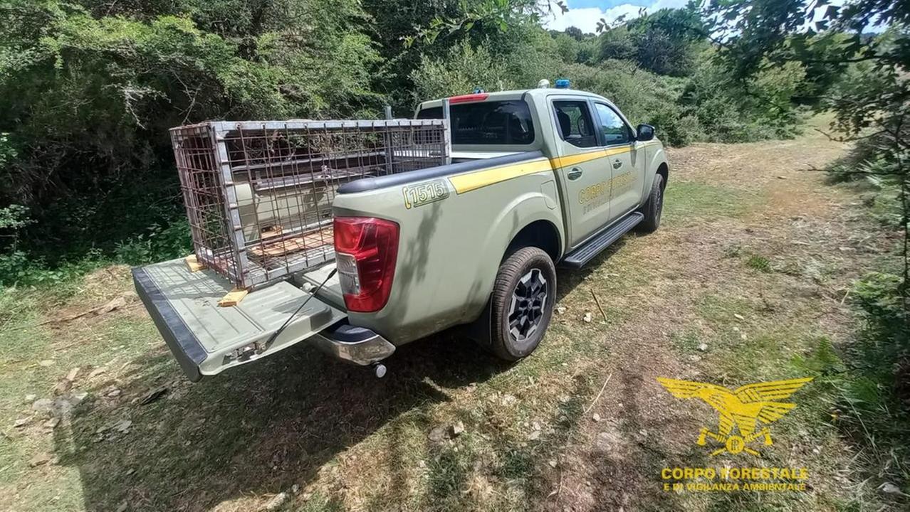 Lotta al bracconaggio, trovata una gabbia per catturare cinghiali
