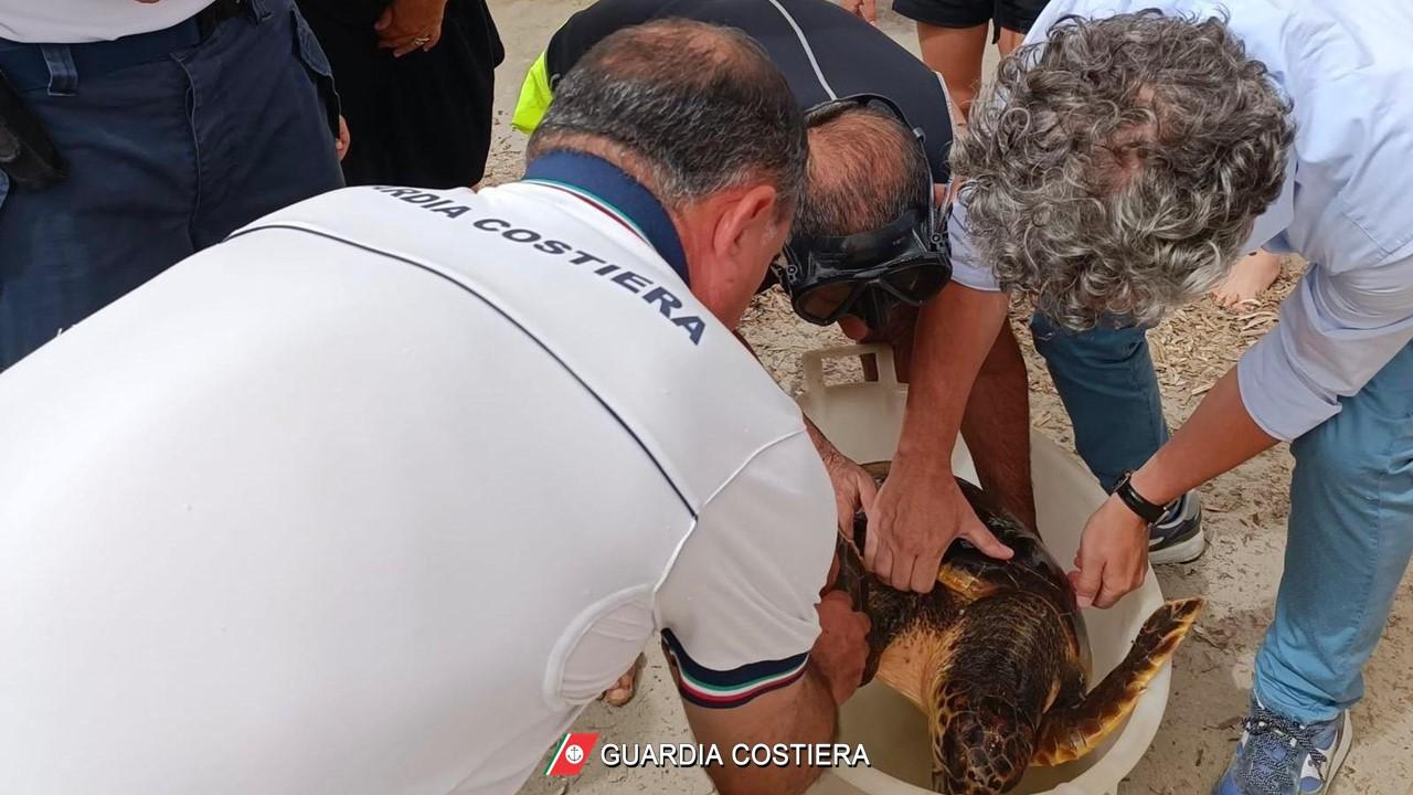 La tartaruga Francesca salvata dalla guardia costiera al Lido di Alghero