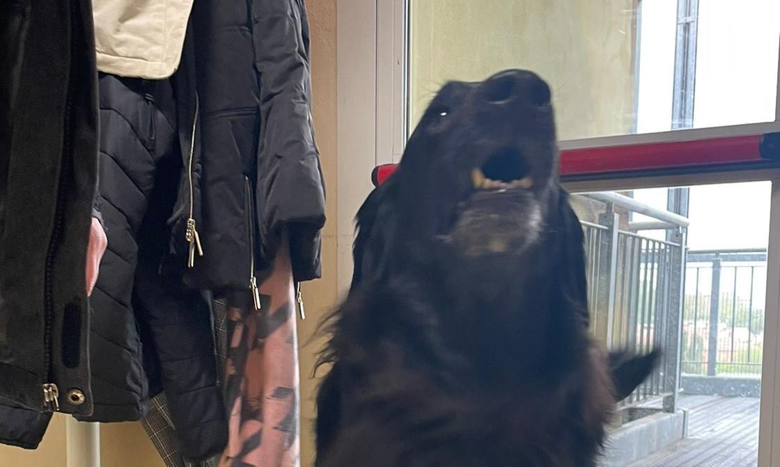 Al Policlinico di Modena la Pet Therapy si esprime con Olivia