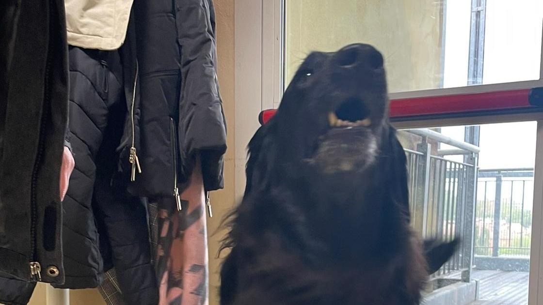 Al Policlinico di Modena la Pet Therapy si esprime con Olivia