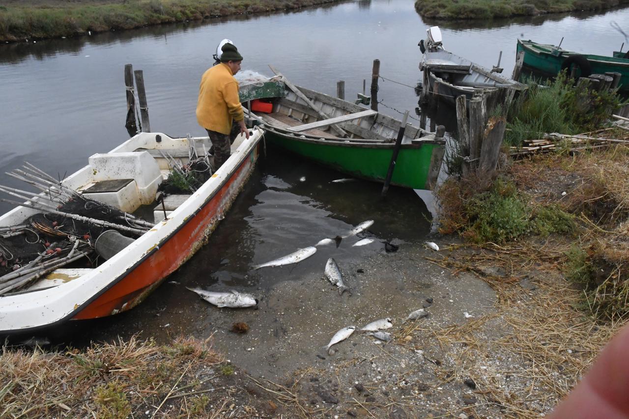 
	L'ultima moria di pesci nello stagno di S'ena arrubia


