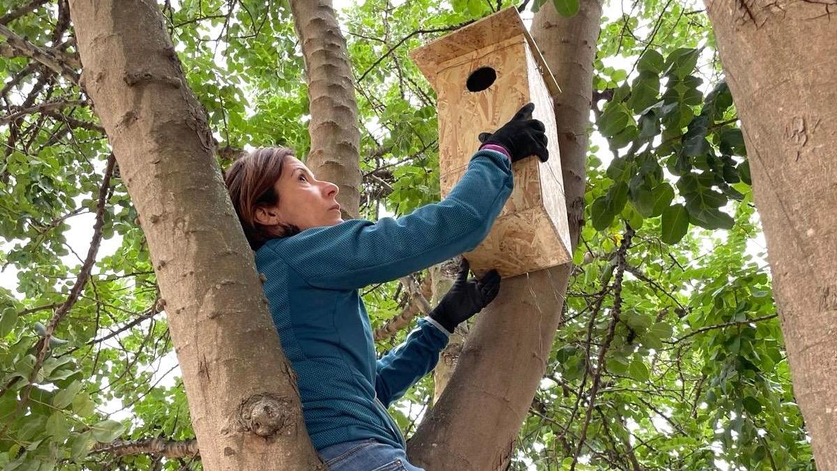 La casetta per i gufi su un albero della scuola di Mulinu Becciu