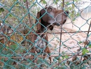 Livorno, teneva dieci cani nella sporcizia. Denunciato il proprietario