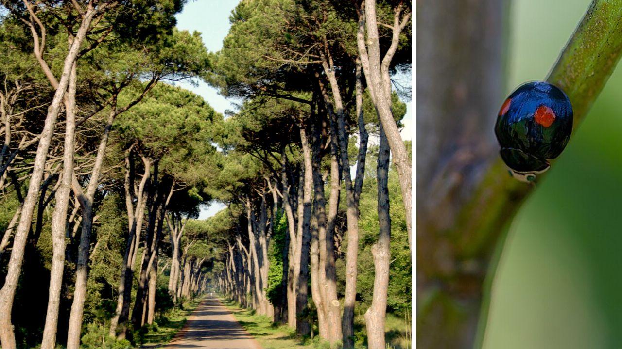 
	La pineta di San Rossore e la&nbsp;Thalassa Monte Zumae


