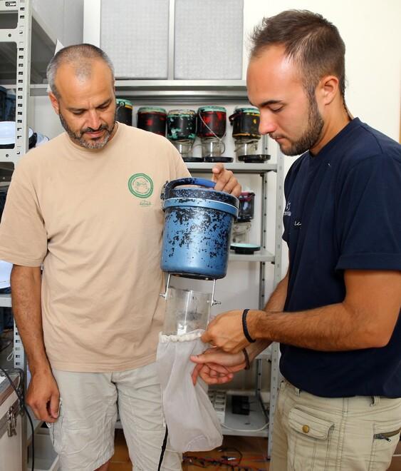 Comacchio, è tornato l’incubo delle zanzare