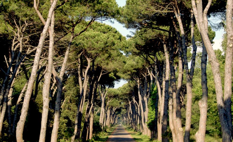 Toscana, pinete attaccate da un insetto killer: cos’è, quali danni provoca e l’unico modo per fermarlo