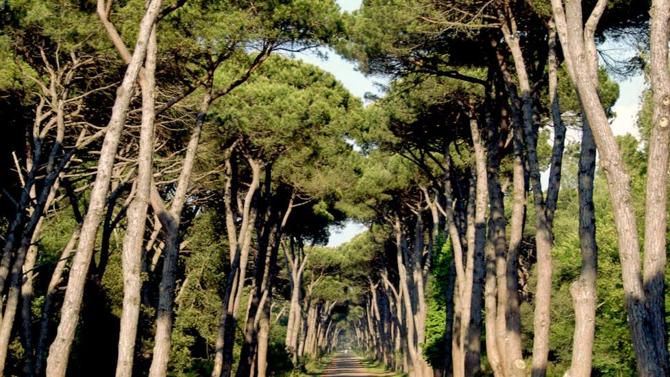 Toscana, pinete attaccate da un insetto killer: cos’è, quali danni provoca e l’unico modo per fermarlo