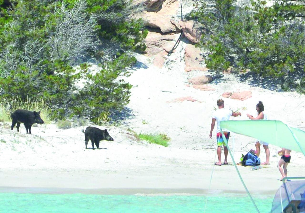 Dal selfie col cinghiale ai falò non autorizzati, l’isola dei turisti cafoni