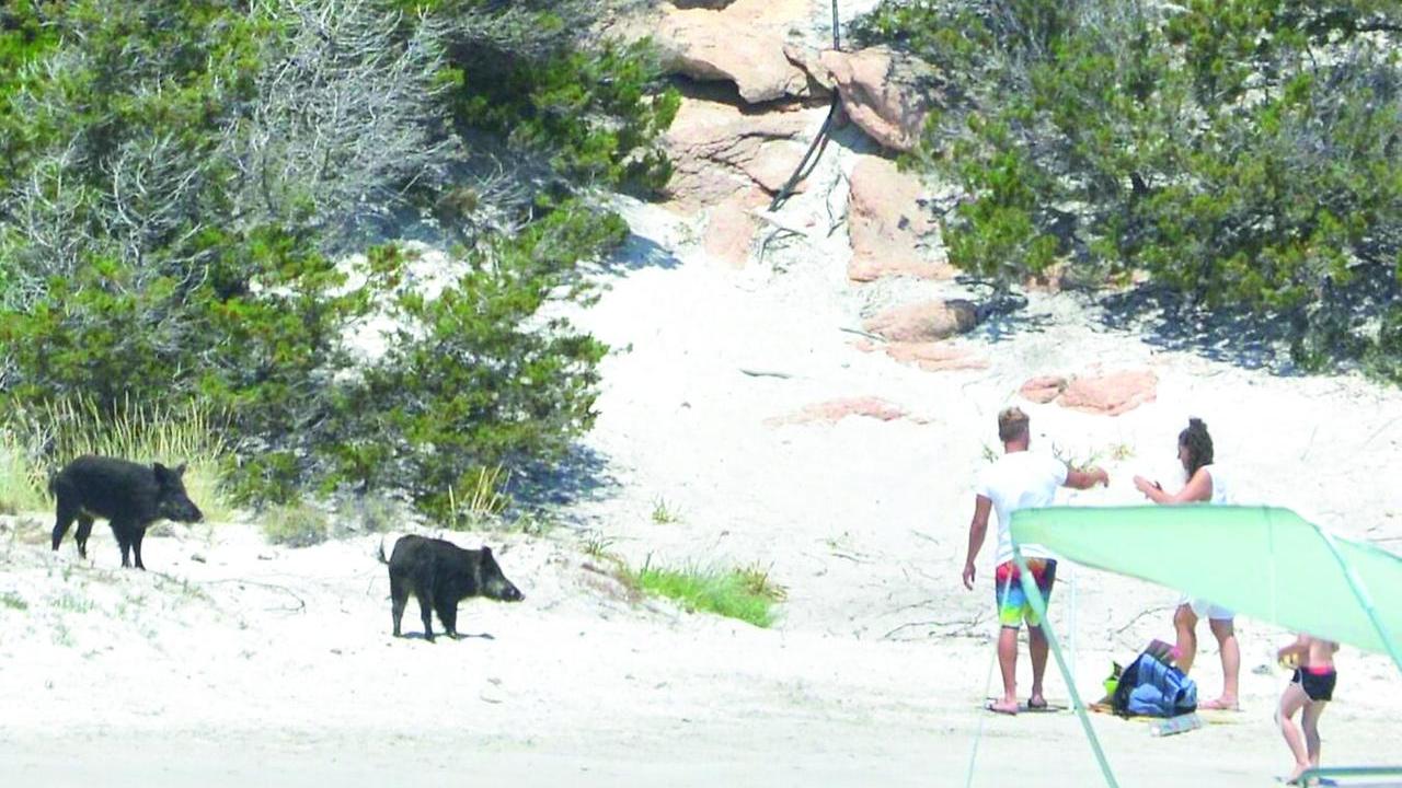 Dal selfie col cinghiale ai falò non autorizzati, l’isola dei turisti cafoni
