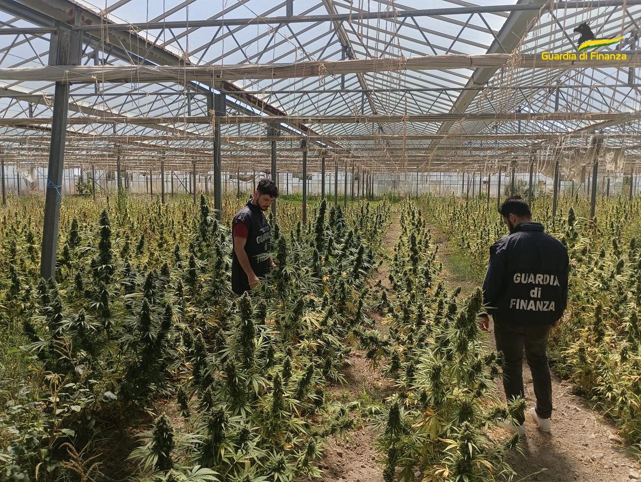 Blitz della Finanza nelle campagne di San Giovanni Suergiu: sequestrata una serra di marijuana da 11mila piante e 73 chili di infiorescenze già essiccate