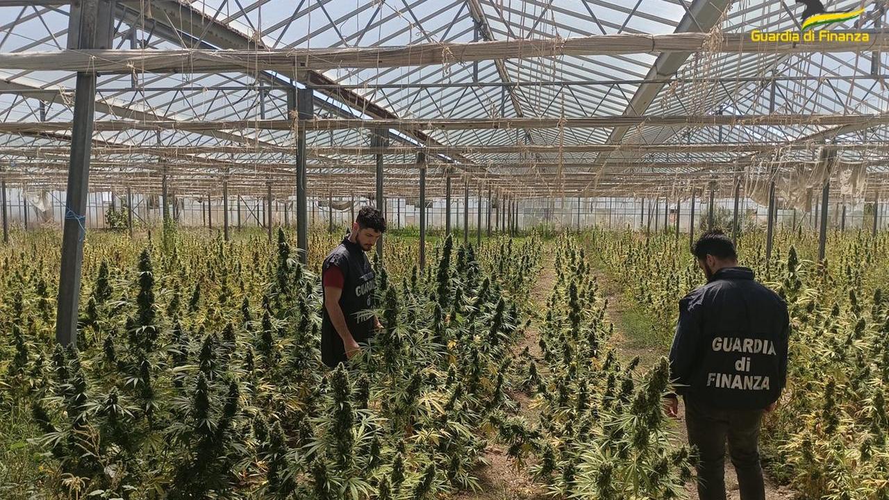 Blitz della Finanza nelle campagne di San Giovanni Suergiu: sequestrata una serra di marijuana da 11mila piante e 73 chili di infiorescenze già essiccate