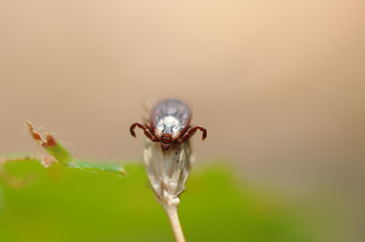 Una rete contro le nuove epidemie, osservati speciali gli insetti “alieni”