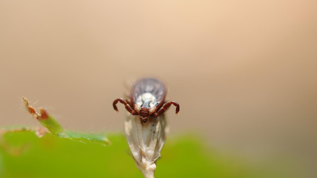 Una rete contro le nuove epidemie, osservati speciali gli insetti “alieni”