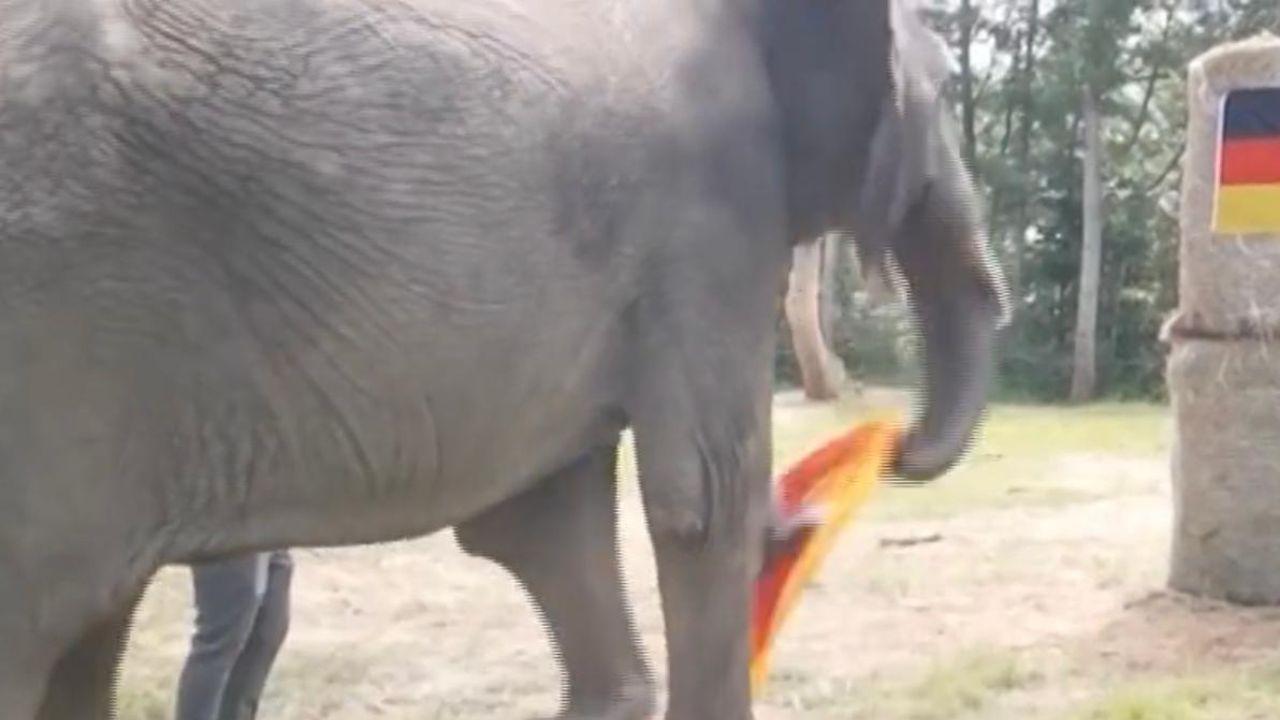 
	L'elefante con la bandiera tedesca

