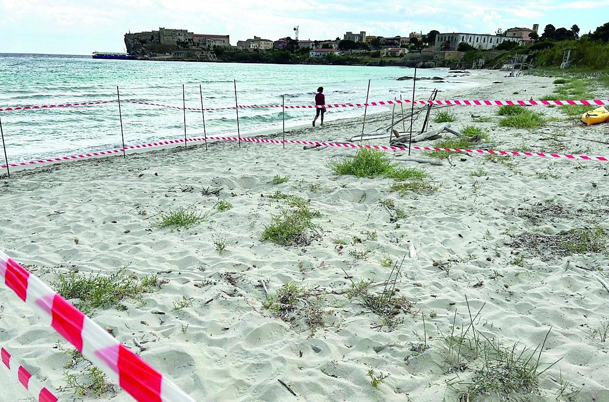 Toscana, il primo nido di tartaruga dell'estate 2024 è a Pianosa: perché è un evento eccezionale
