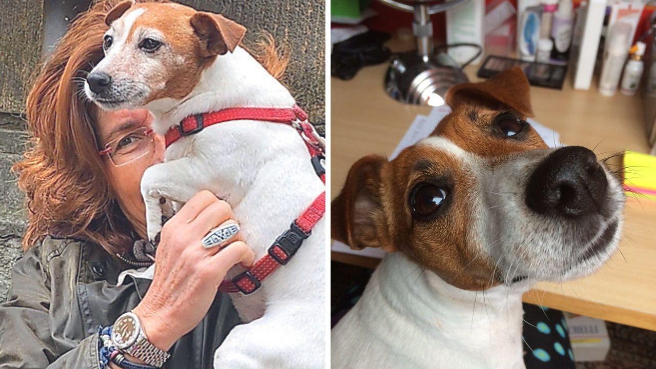 Pontedera, azzannata sul corso da un cane di 50 chili libero: «Il padrone ha tirato dritto, lo denuncio»