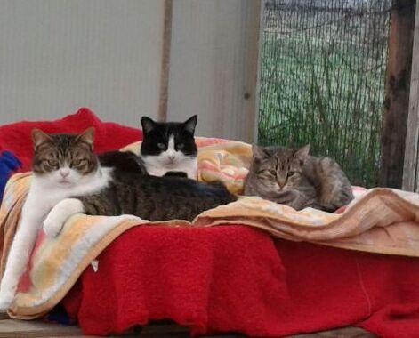 Comacchio, «adottateli con amore». Appello per i gatti randagi