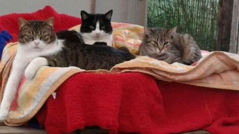 Comacchio, «adottateli con amore». Appello per i gatti randagi