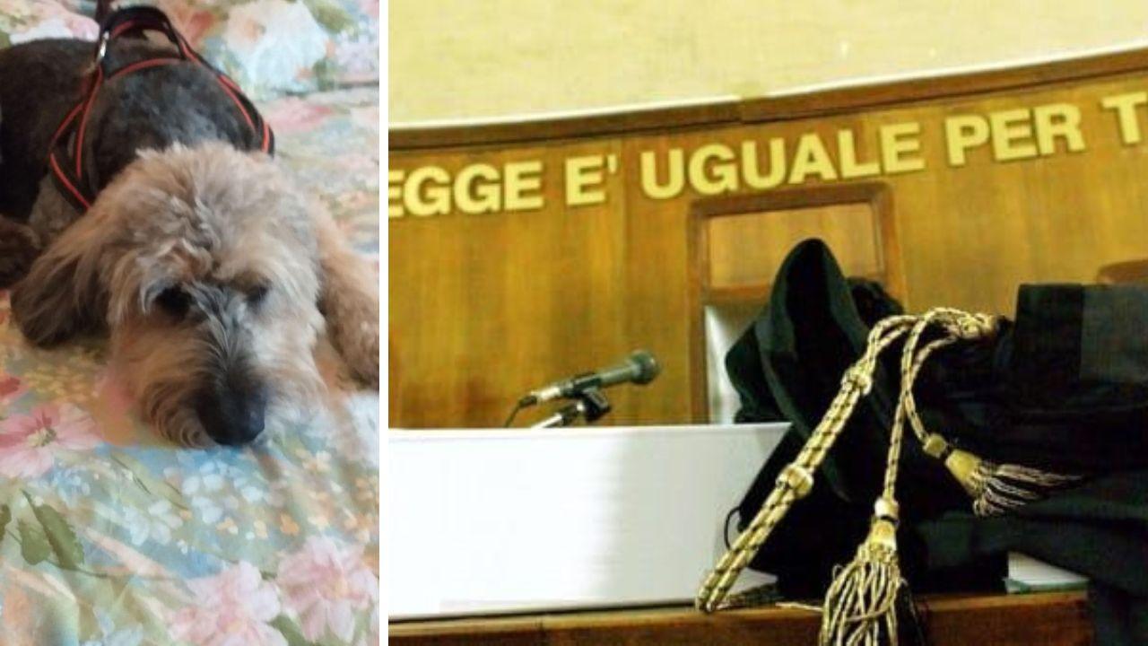 Giglio, carabiniere uccise una cagnolina: «Ho sparato perché avevo paura, sono dispiaciuto»