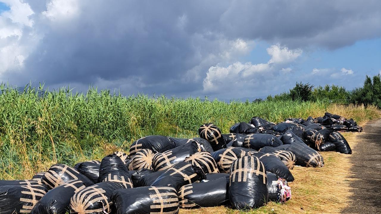 I sacchi neri abbandonati in via della Macchiola, tra Castelnovo e le Cascine di Tavola