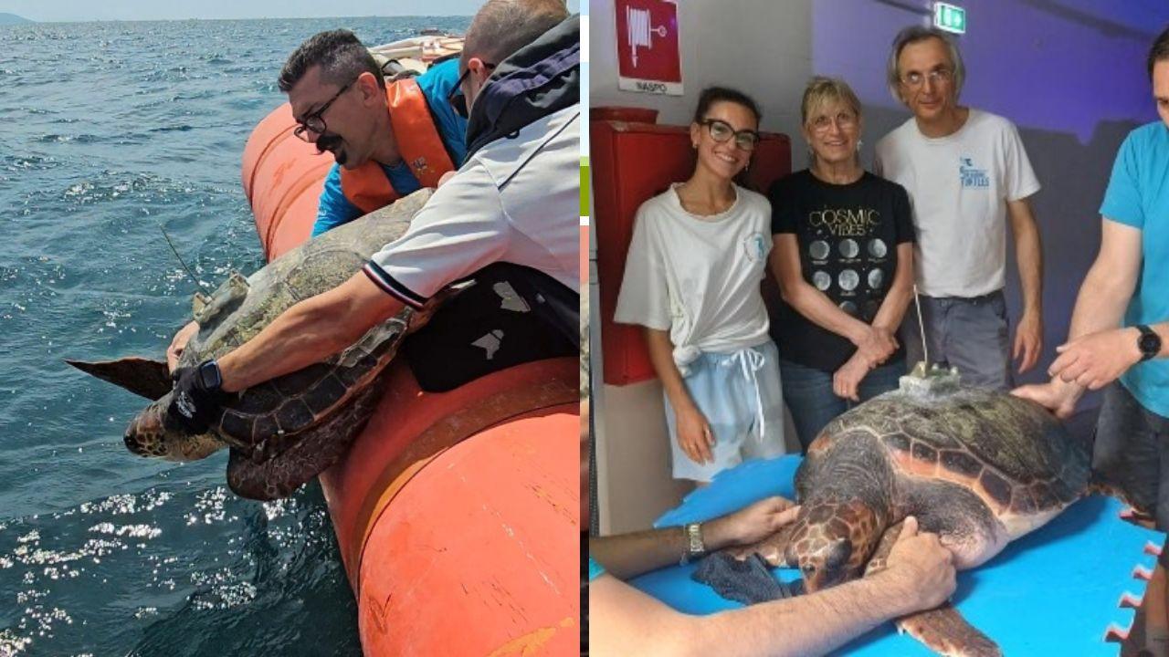 Livorno, tornano in mare le tartarughe Agata e Calandrino