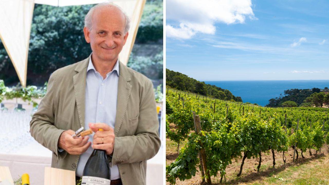 «Vino che sa di mare» Frescobaldi, l'isola di Gorgona e la nuova vendemmia