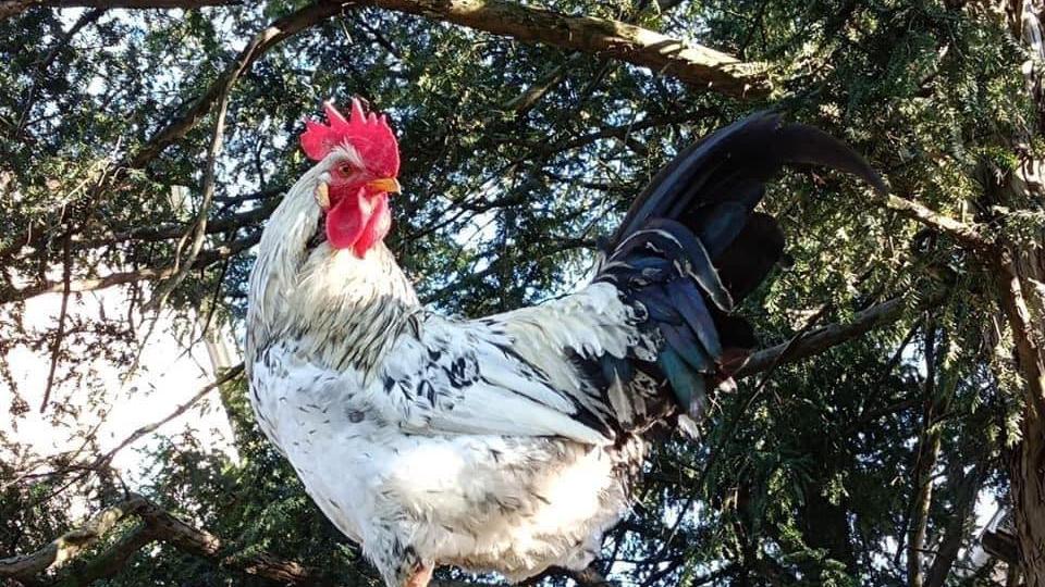 Copparo, il gallo Garibaldi torna a far parlare di sé